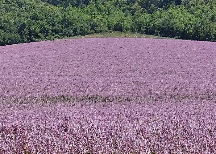 Un Souffle D'air Valensole