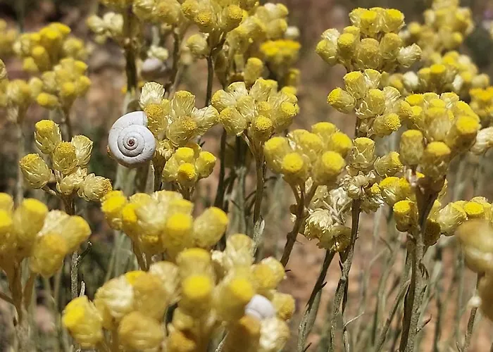 Un Souffle D'air * Valensole